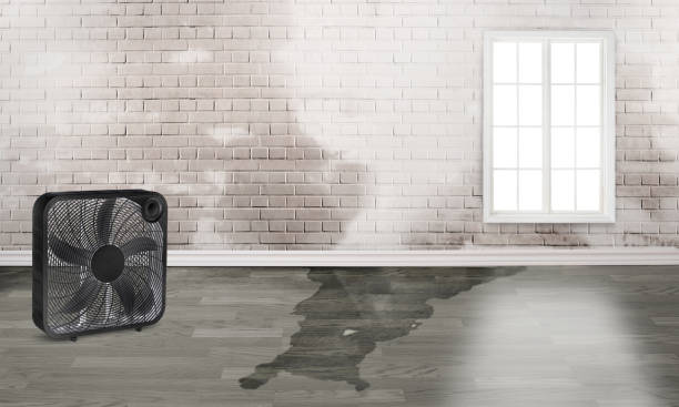 Best Local water damage restoration  in Antigo, WI